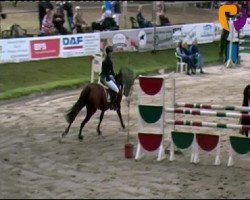 Springpferd Deborah 81 (Hessisches Warmblut, 2003, von Dartagnan)