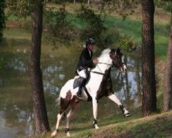 Pferd Willem van Erpekom (Belgisches Warmblut, 1999, von Limbo)