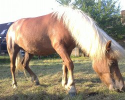 Pferd Rabia vom Purnitzgrund (Shetland Pony, 2007, von Mister Milano PrH*)