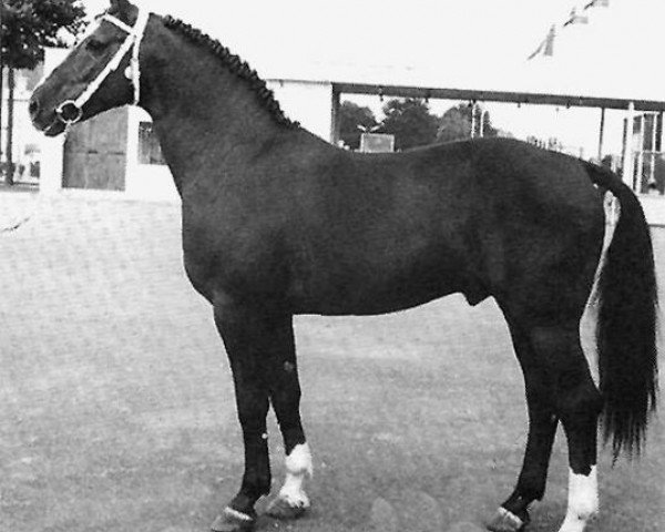 stallion Flügel van la Roche (Hanoverian, 1956, from Firnis)