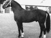stallion Flügel van la Roche (Hanoverian, 1956, from Firnis)