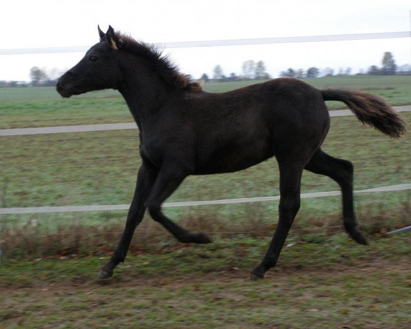 Springpferd Genialo (Pony ohne Rassebezeichnung, 2012, von Gerom)