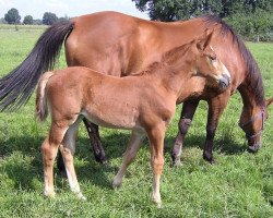 broodmare Gigi (KWPN (Royal Dutch Sporthorse), 1988, from Animo)