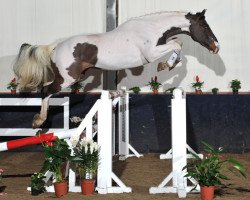 horse Couleurs van Overis Z (Zangersheide riding horse, 2008, from Casper van Erpekom Z)