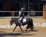 dressage horse Fief V. T Broekland (KWPN (Royal Dutch Sporthorse), 2012)