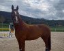 dressage horse Santica (Hanoverian, 2012, from Scolari)