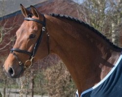 stallion Casmir Z (Zangersheide riding horse, 1998, from Carthago)