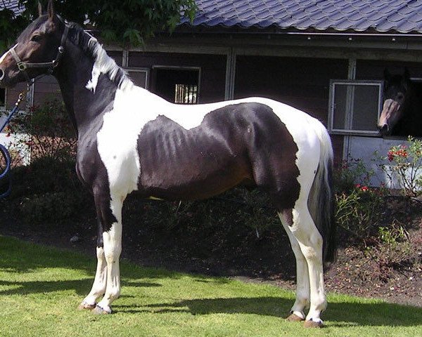 stallion Casper van Erpekom Z (Zangersheide riding horse, 2004, from Casmir Z)