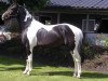 stallion Casper van Erpekom Z (Zangersheide riding horse, 2004, from Casmir Z)