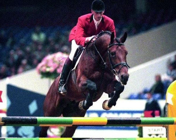 stallion Hinault (Royal Warmblood Studbook of the Netherlands (KWPN), 1989, from Narcos II)