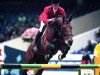 stallion Hinault (KWPN (Royal Dutch Sporthorse), 1989, from Narcos II)