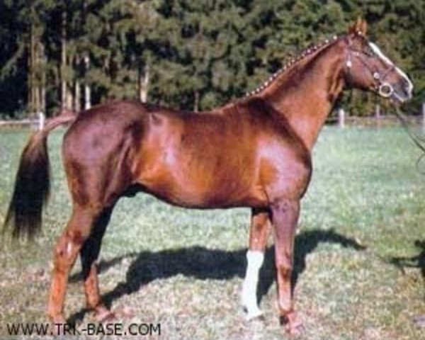 stallion Kassius (Trakehner, 1970, from Impuls)