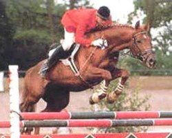 stallion Unesco (Trakehner, 1975, from Kassius)