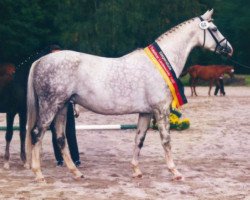 Zuchtstute Polarissima (Trakehner, 1985, von Unesco)