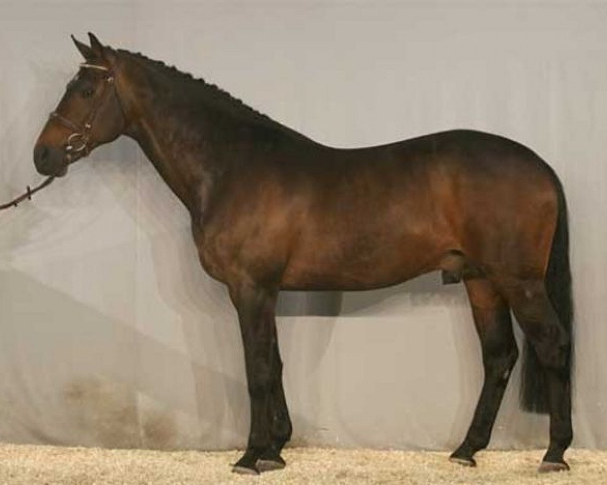 Deckhengst Manhattan (KWPN (Niederländisches Warmblut), 1994, von Burggraaf)