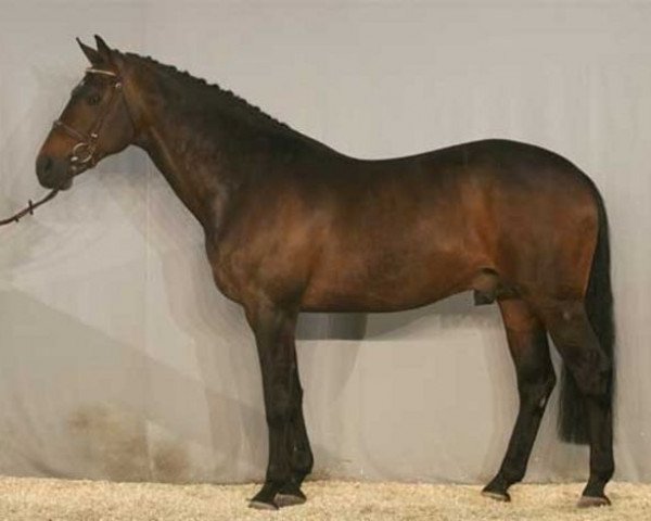 stallion Manhattan (Dutch Warmblood, 1994, from Burggraaf)