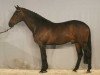 stallion Manhattan (KWPN (Royal Dutch Sporthorse), 1994, from Burggraaf)