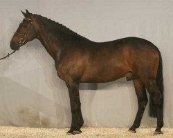 stallion Manhattan (KWPN (Royal Dutch Sporthorse), 1994, from Burggraaf)