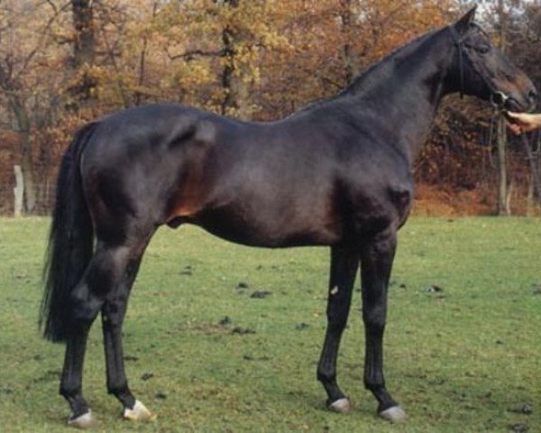 stallion Lucky Boy xx (Thoroughbred, 1966, from Compromise xx)