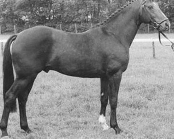 stallion Zion (KWPN (Royal Dutch Sporthorse), 1981, from Lucky Boy xx)