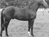 stallion Zion (Dutch Warmblood, 1981, from Lucky Boy xx)