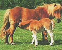 broodmare Prima Donna of Kellas (Shetland pony (under 87 cm), 1969, from Brackla Flash Harry)