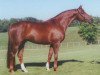 stallion Contucci CWS (Hanoverian, 1993, from Caprimond)