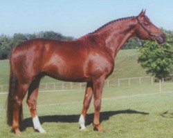 stallion Contucci CWS (Hanoverian, 1993, from Caprimond)