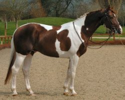 stallion Cooldanz (Oldenburg, 2002, from Contucci CWS)