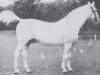 stallion Mackensen (Holsteiner, 1920, from Elegant)