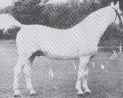 stallion Mackensen (Holsteiner, 1920, from Elegant 2421)