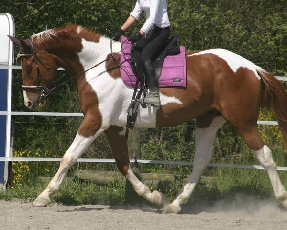 Dressurpferd Skydance van Erpekom (Belgisches Warmblut, 2008, von Cooldanz)