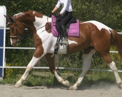 dressage horse Skydance van Erpekom (Belgian Warmblood, 2008, from Cooldanz)