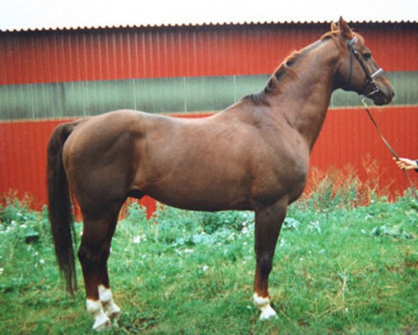 stallion Argwohn II 50 FIN (Hanoverian, 1976, from Argus)