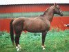 stallion Argwohn II 50 FIN (Hanoverian, 1976, from Argus)