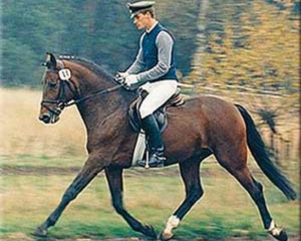 stallion Don Eduardo (Hanoverian, 1984, from Don Juan)