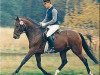 stallion Don Eduardo (Hanoverian, 1984, from Don Juan)