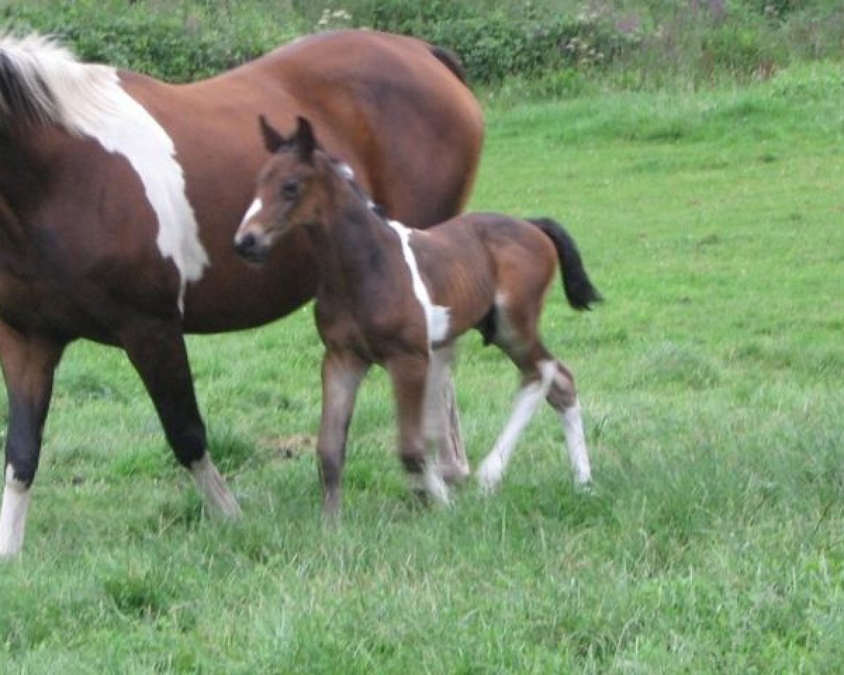 horse Nacho van Erpekom Z (Zangersheide riding horse, 2011, from Nock-Out)
