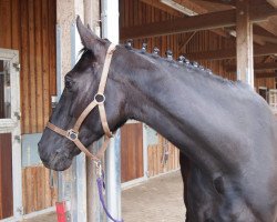 jumper Lakshmi 2 (Hanoverian, 2001, from Lanthan)