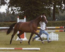 broodmare Rosanna (Saxony-Anhaltiner, 2000, from Rubinstern Noir)