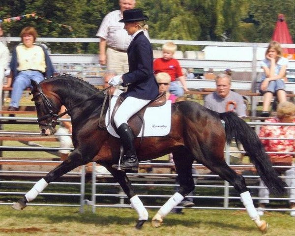 horse King Bjuti (German Riding Pony, 1996, from Kaiserjaeger xx)