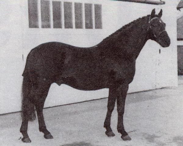 Deckhengst Triumph (British Riding Pony, 1968, von Papillon de Matin xx)
