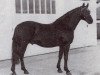 Deckhengst Triumph (British Riding Pony, 1968, von Papillon de Matin xx)