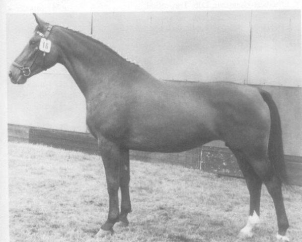 broodmare Sitta (Holsteiner, 1958, from Heidekrug)