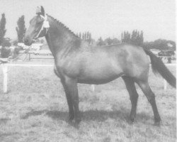 broodmare Mainz (Holsteiner, 1975, from Fasolt)