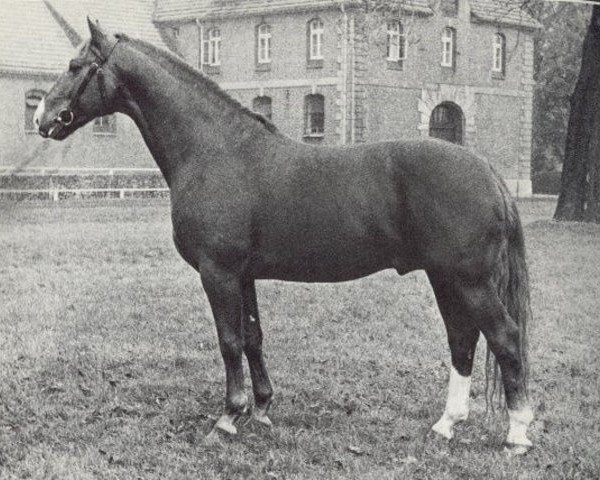 horse Duden II (Hanoverian, 1960, from Duellant)