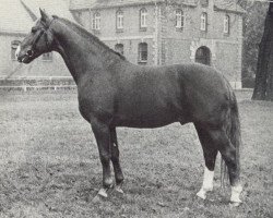 stallion Duden II (Hanoverian, 1960, from Duellant 3586)