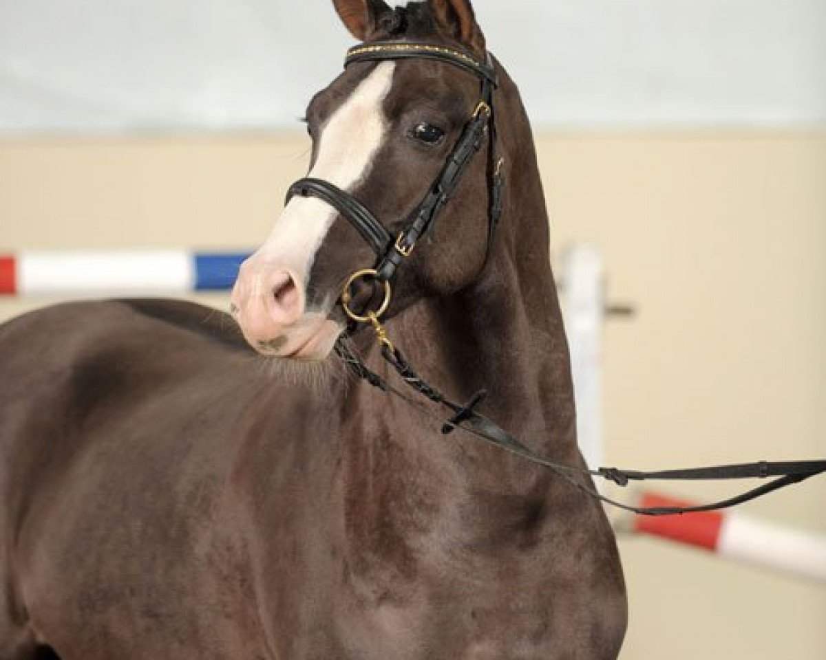 Deckhengst Steendieks Mr. Mo (Deutsches Reitpony, 2008, von The Braes My Mobility)
