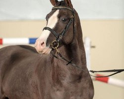 stallion Steendieks Mr. Mo (German Riding Pony, 2008, from The Braes My Mobility)