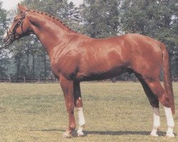 stallion Walldorf II (Hanoverian, 1985, from Watzmann)